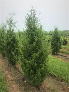 Eastern Red Cedar, Brodie – Coosa Tree