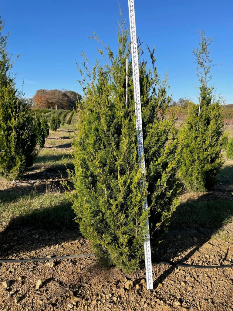 Eastern Red Cedar, Burkii – Coosa Tree