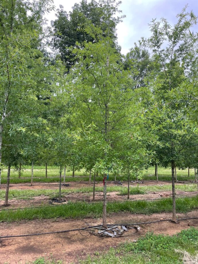 Oak, Shumard – Coosa Tree