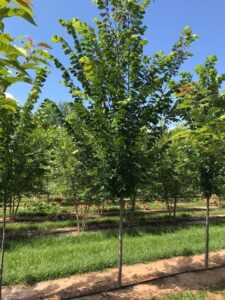 Elm, Princeton – Coosa Tree