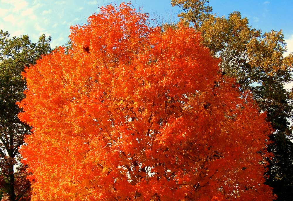 autumn brilliance tree